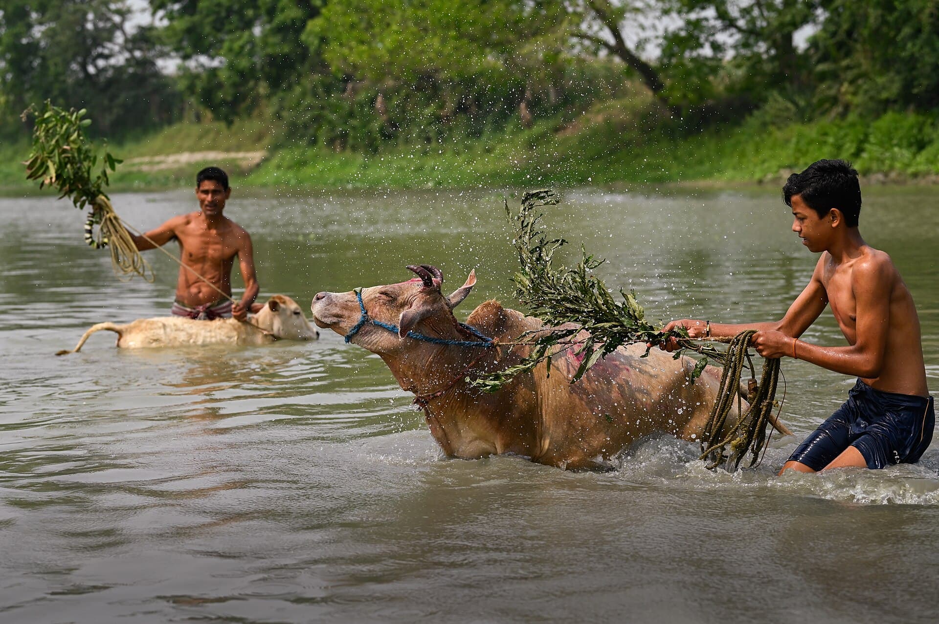Cattle being washed in a river on the morning of Goru Bihu