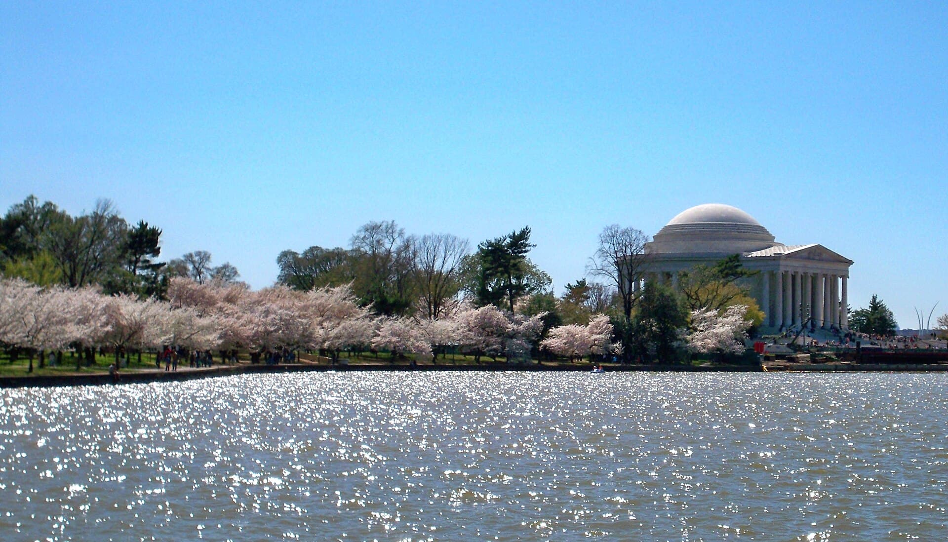 Crowd of visitors photographing cherry blossoms with phones along the Tidal Basin walkway near the Martin Luther King Jr. Memorial