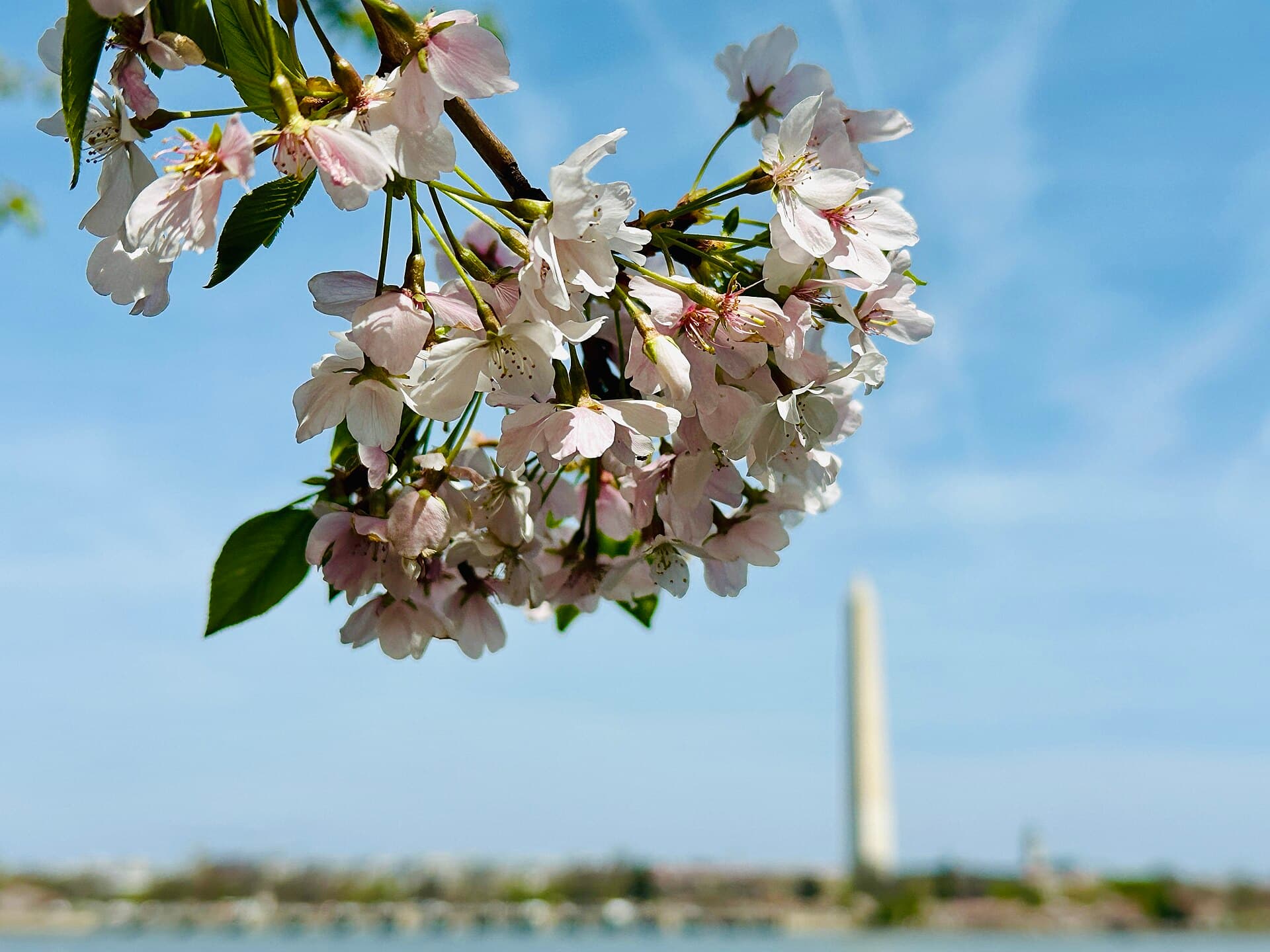 The Washington Monument framed by pink cherry blossoms on the Tidal Basin walkway in the morning