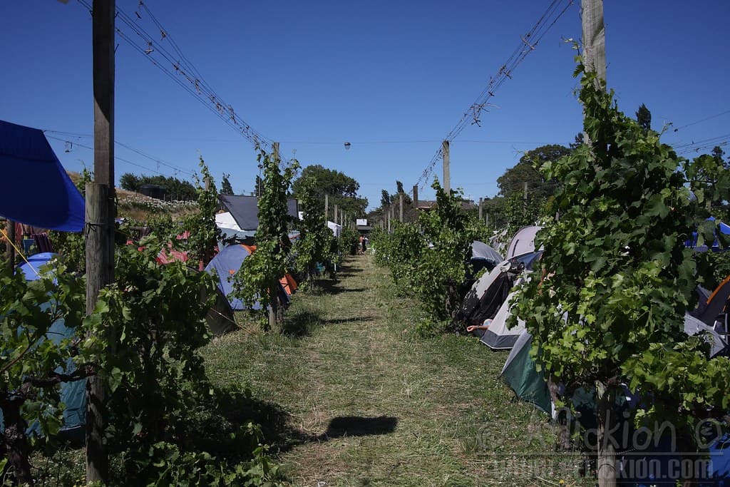 Aerial view of tents spread between the vineyard rows at Waiohika Estate during the festival