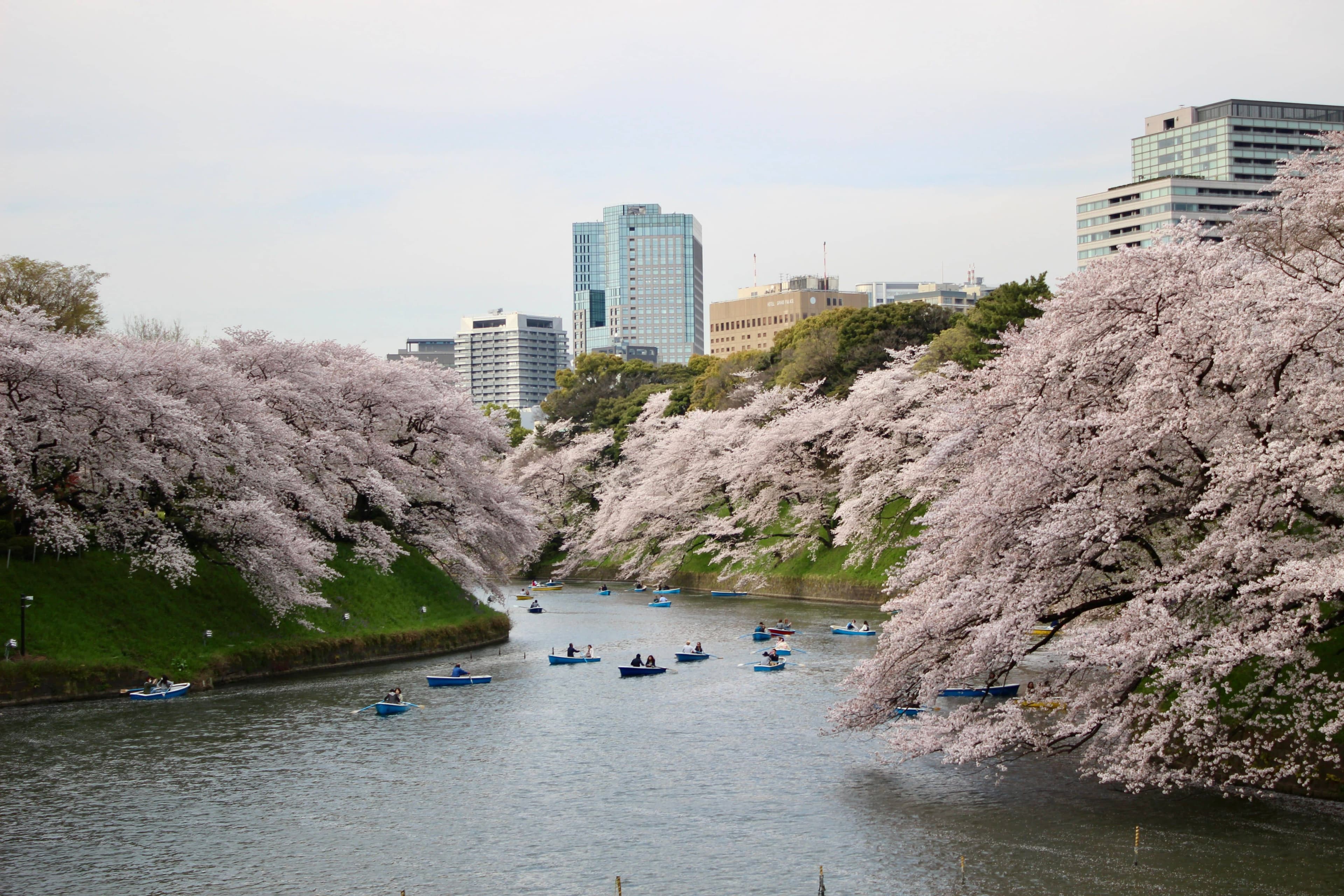 Rowboats on the Chidorigafuchi moat in Tokyo beneath overhanging cherry trees in full bloom